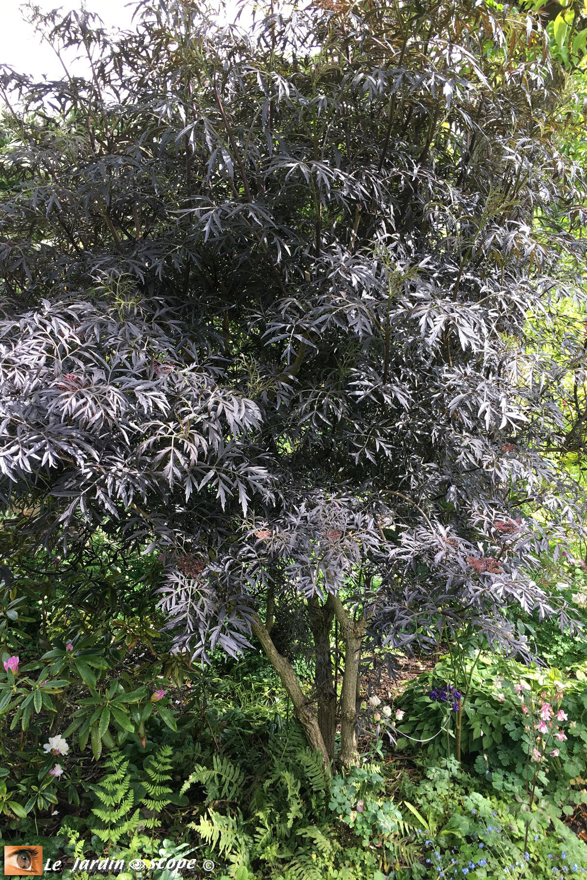 Sambucus nigra Black-Lace