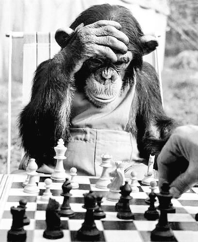 21 11 29 singe qui joue aux échecs
