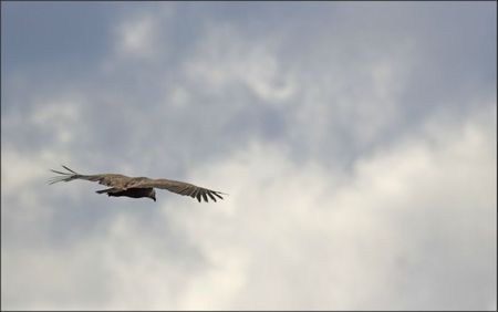 lulu vautour Aragon brume 251011