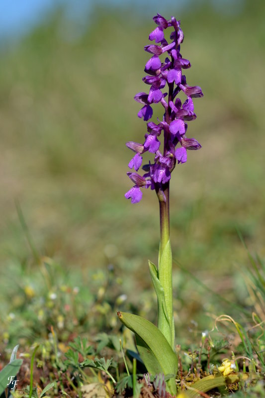 a2015_04_19_orchis_morio_entier