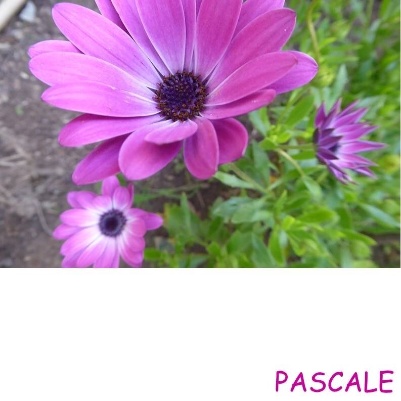 PASCALE