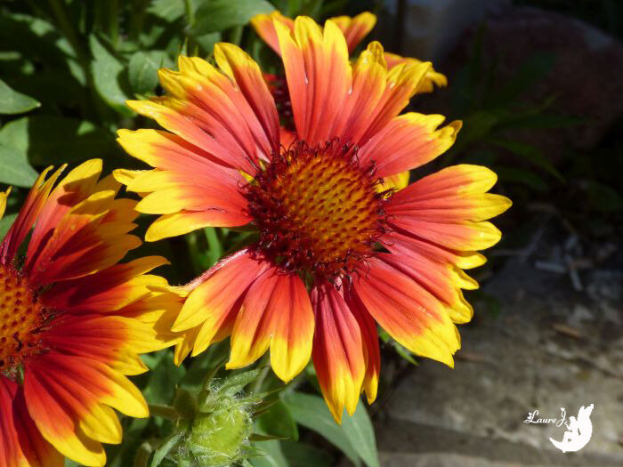 gaillardes 3