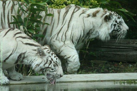 zoo_maubeuge_tigres