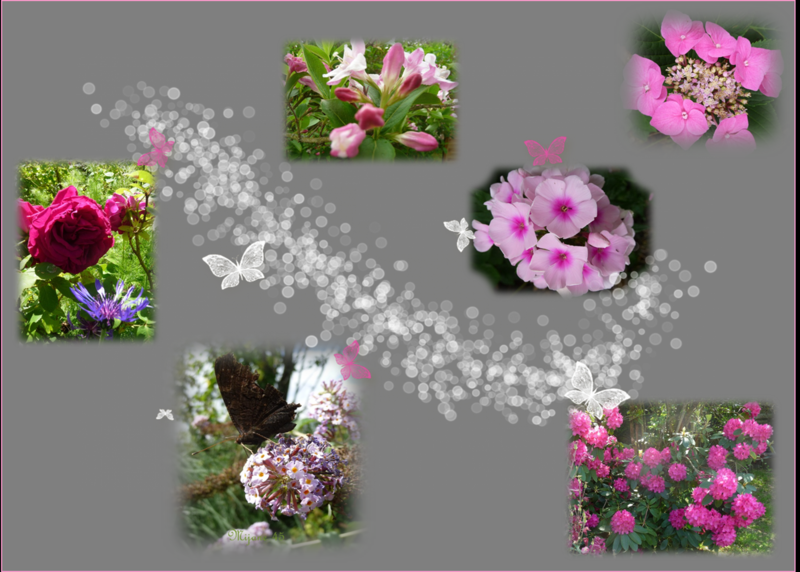 Les fleurs de mon jardin 5