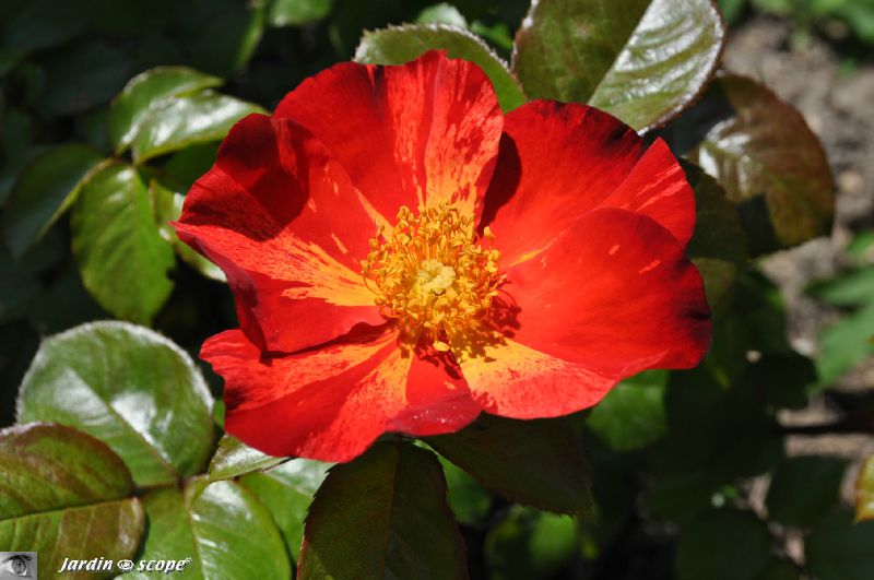 Rosier arbustif Red Cottage