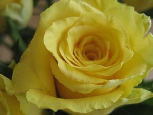 Roses jaunes02_04 2012