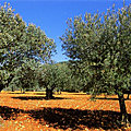 L'<b>olivier</b> : l'arbre de la persévérance