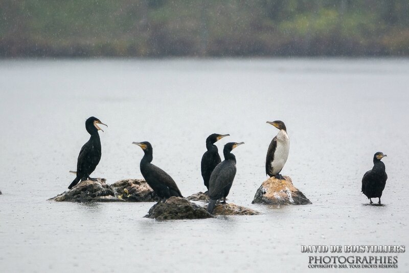 Grand Cormoran (Phalacrocorax carbo)