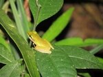 IMG_6537_White_lipped_frog