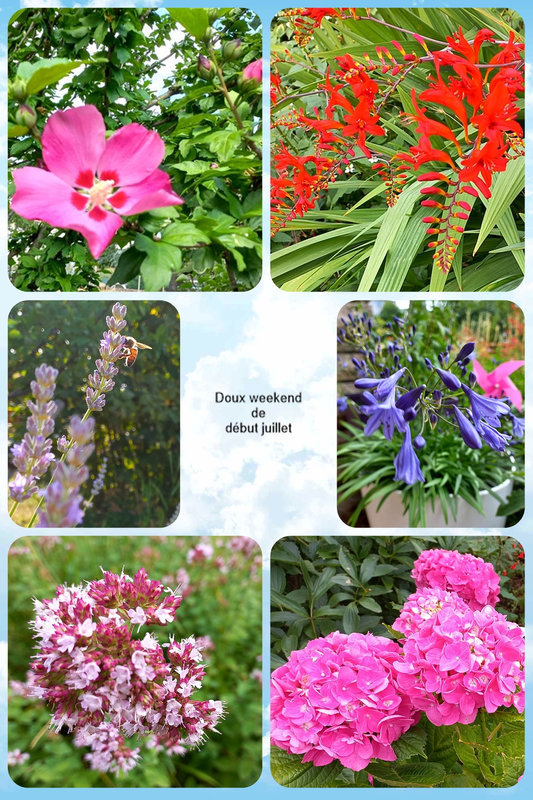 20230701 collage fleurs de début juillet 2