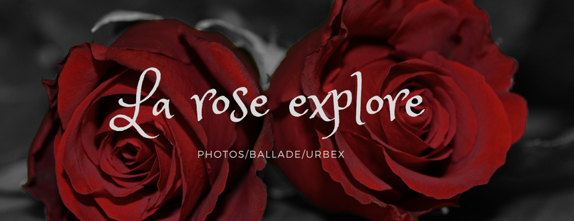 La rose explore