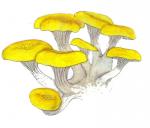 Pleurotus cornucopiae IH no 4 citrinopileatus