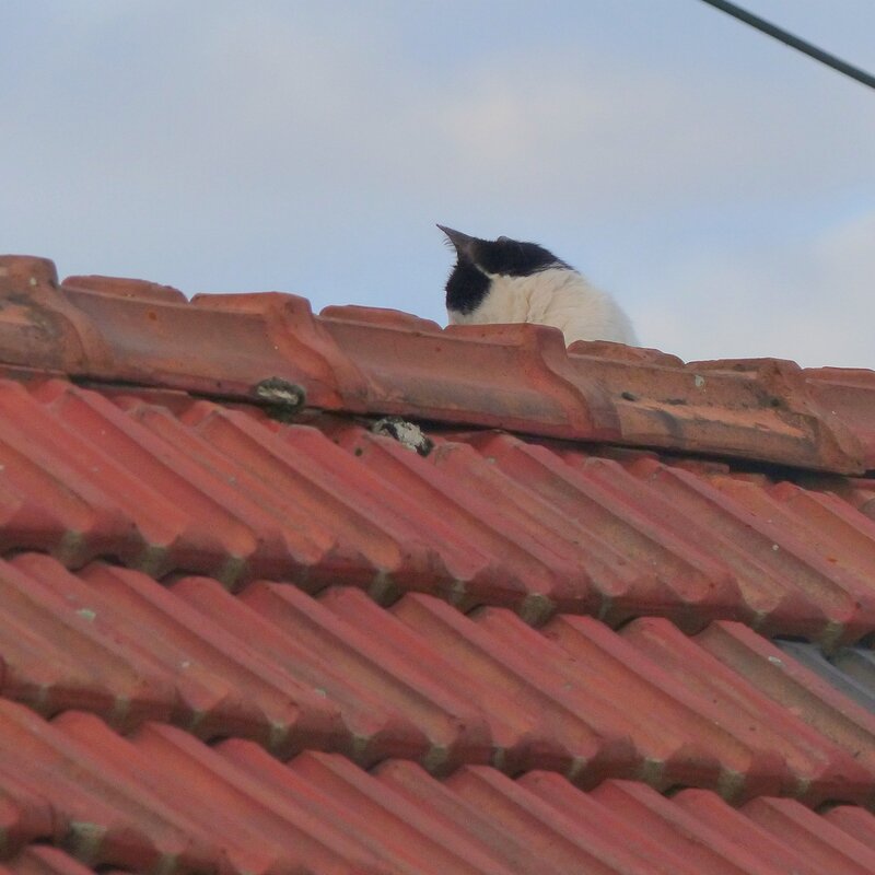 soir chat1