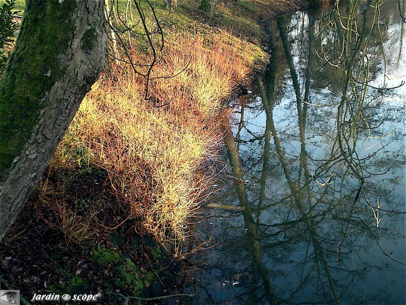 Reflets dans le Loiret en ce mois de Janvier 2007