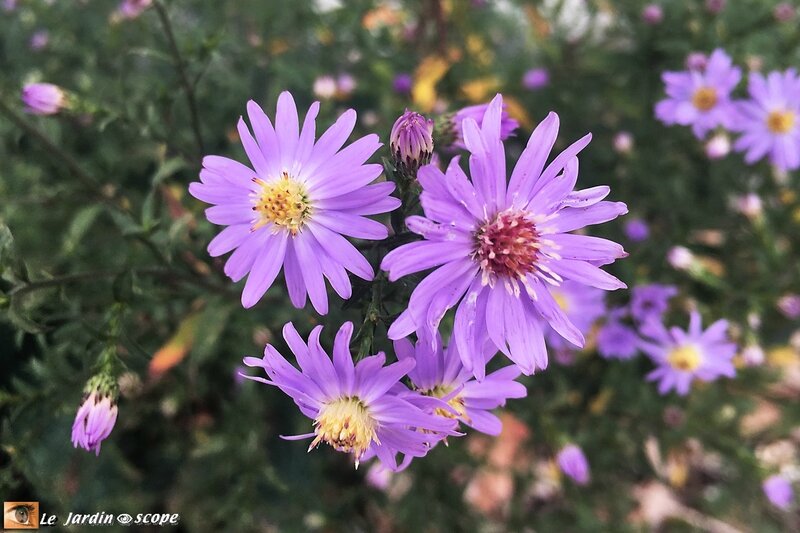 Aster-cordifolius-Blue-Heaven-3