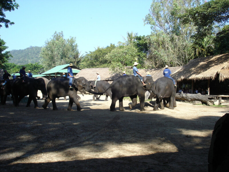 Ronde d'éléphants