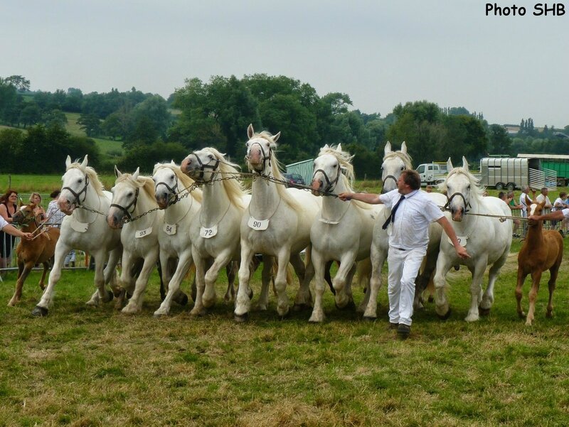 Bande de 8 juments de l'Elevage du Marais : POMME, OLYMPE, TULIPE, QUALICE, ROSE, SIDONA, TAMARA et TOSCANE - Concours National - Samer (62) - 27 juillet 2014