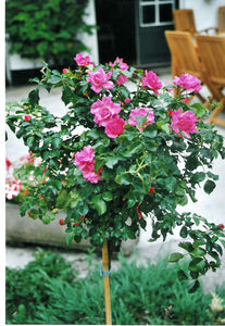 rosier_ghislaine2