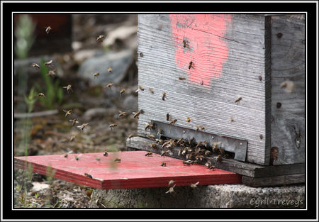 2010_06_01_Les_abeilles_devant_les_ruches__3_