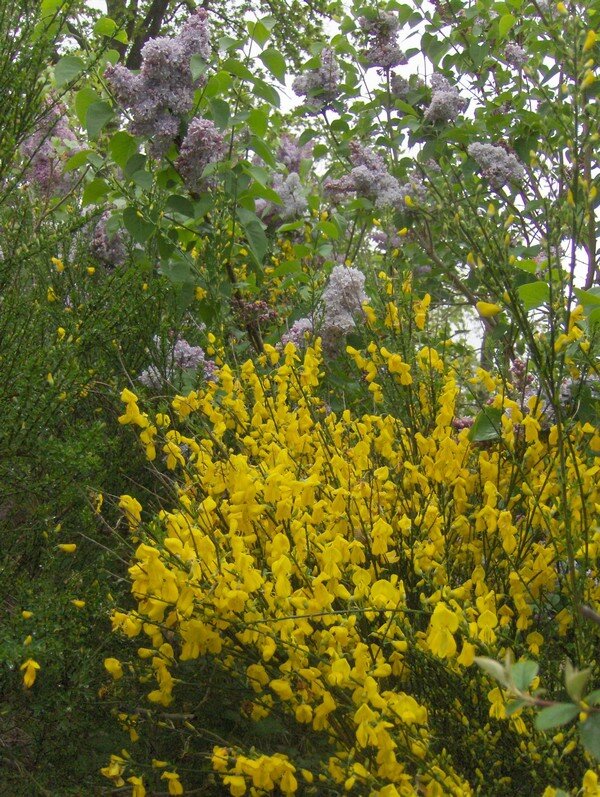 floraison_de_gen_ts_au_pied_des_Lilas