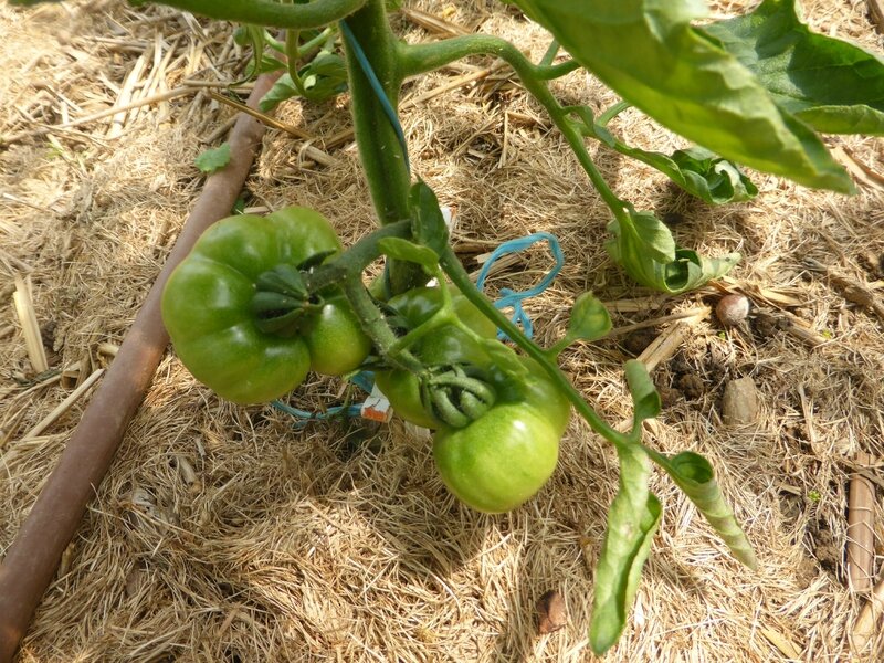 18-tomates (14)