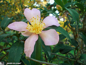 Camellia_sasanqua_Splendour