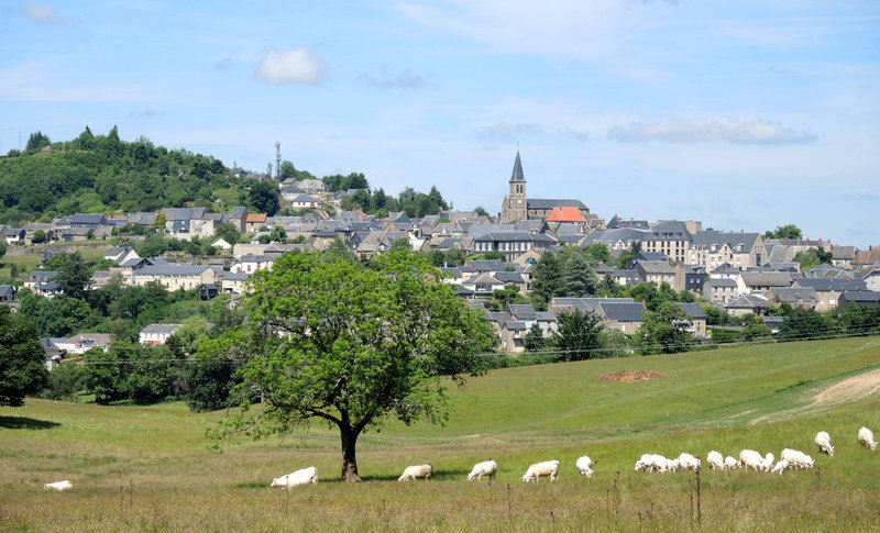 Château-Chinon, un arbre, des vaches et la ville (58)