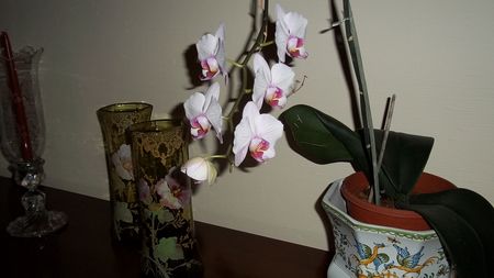 orchid_e_002