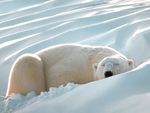 Sleeping_Beauty_Polar_Bear_1600x1200