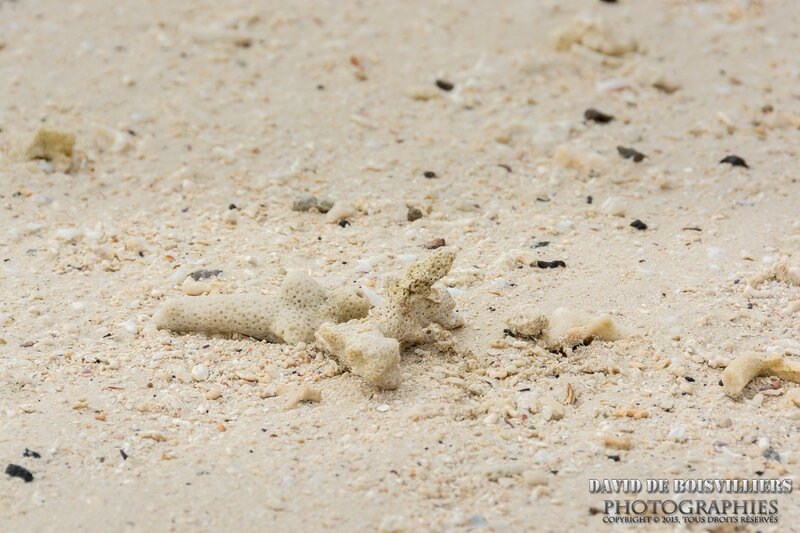 Corail mort