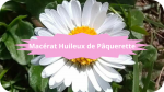 14 PAQUERETTE(4)Macérat Huileux de Paquerette-modified