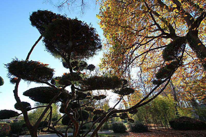 Source Photo Parc-floral d'Orléans