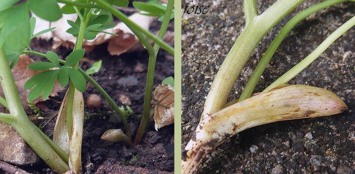 1 à 3 écailles sous les feuilles à demi-enterrées