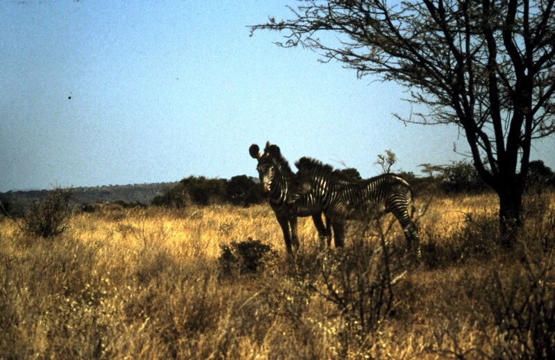 amboseli zebre a