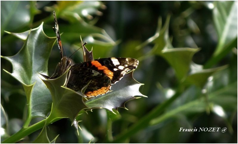 papillon 1