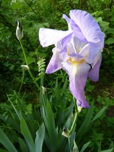Iris hauts Tressots