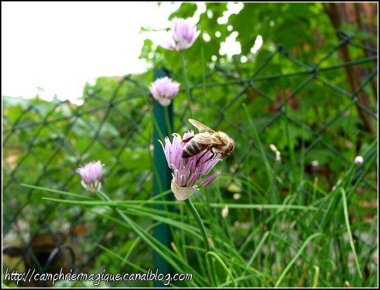 abeille ciboulette