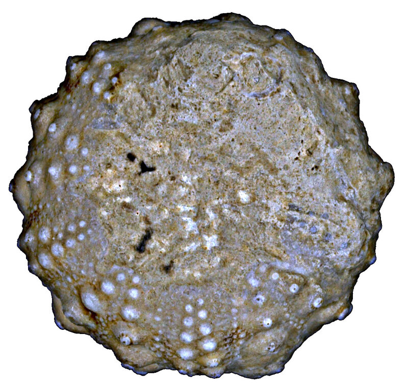 Hemicidaris crenularis EM12842i