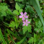 GERANIUM A ROBERT