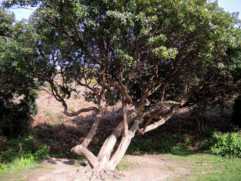 Guéthary, sentier du littoral, Senix, arbre (64)