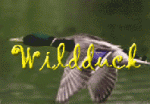 wildduck