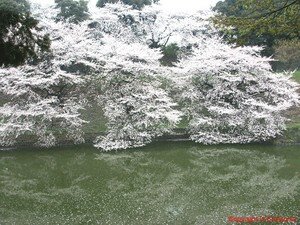 Hanami_20a_20Kudanshita_20_3_