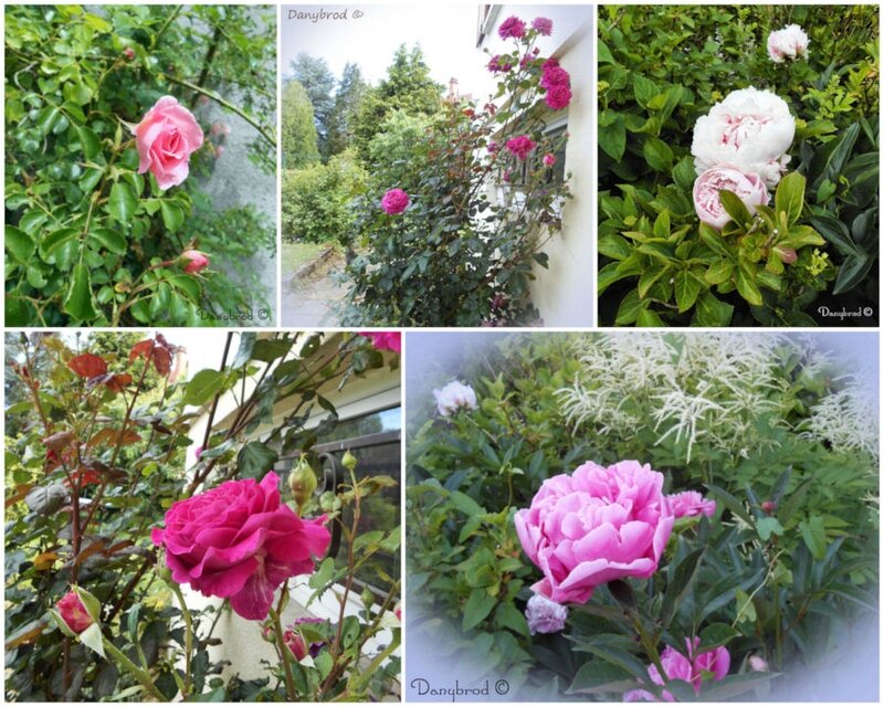 pivoines et roses du jardin