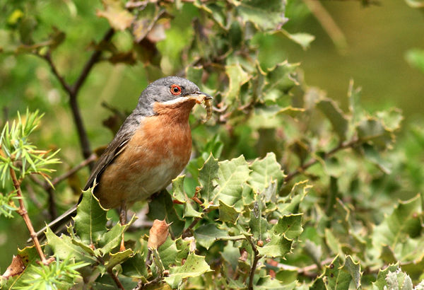 passerinette