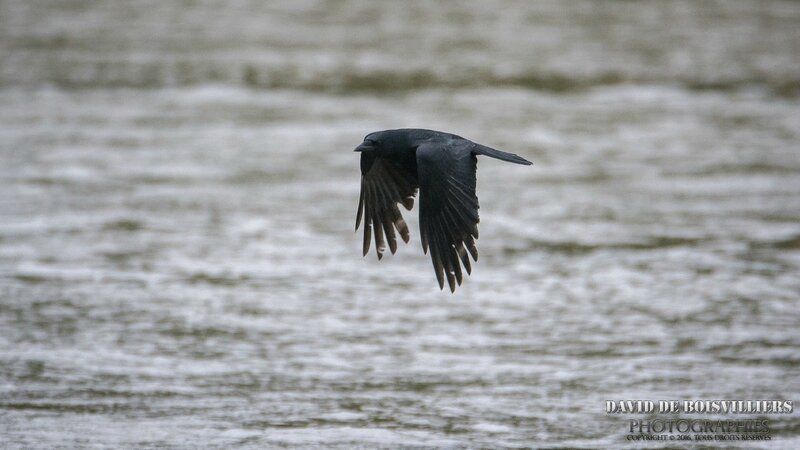Corneille Noire (Corvus Corone)