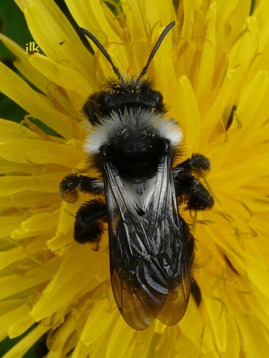 andrena_cineraria