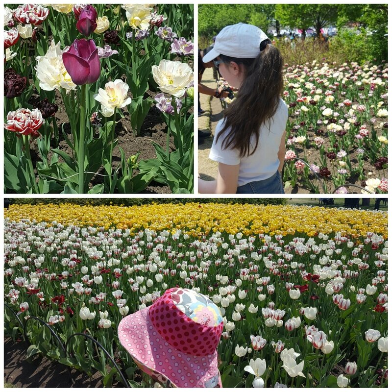 ottawa_tulipes