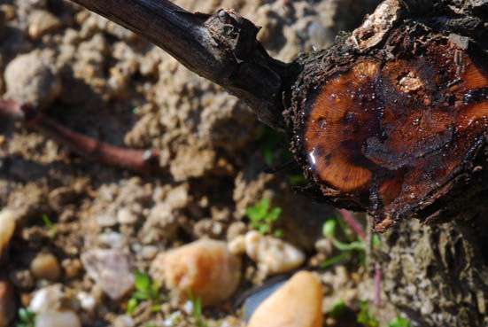 yquem1