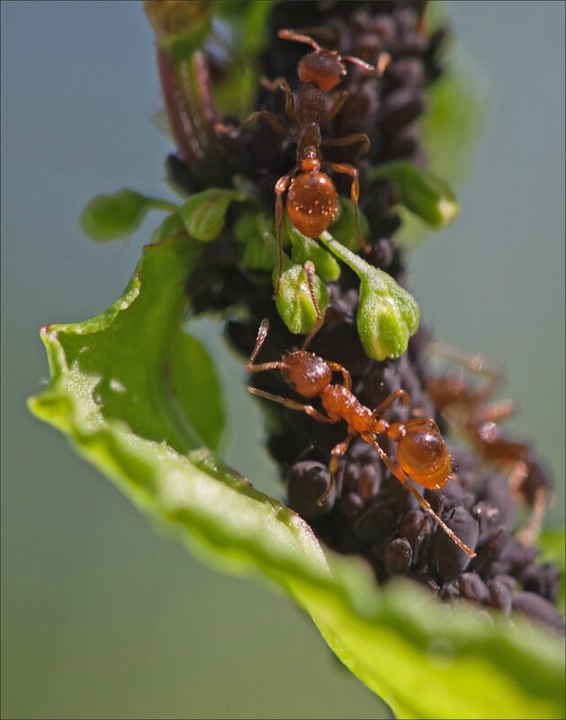 Galuchet fourmis pucerons 050514 4