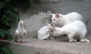 3 chats blancs et une mouette